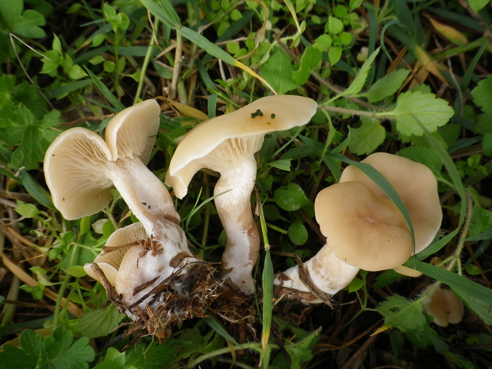 clitocybe phaeopthalma 1