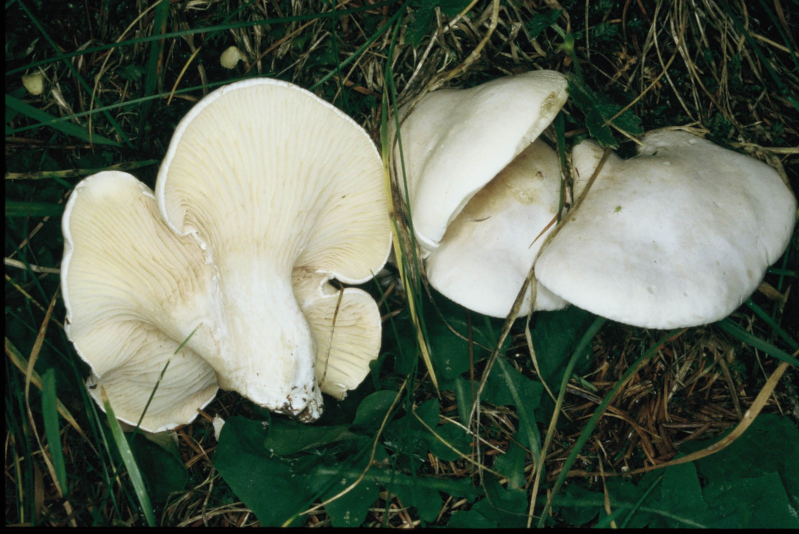 clitopilus prunulus