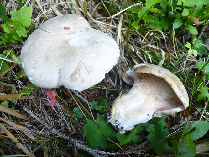 clitopilus_prunulus