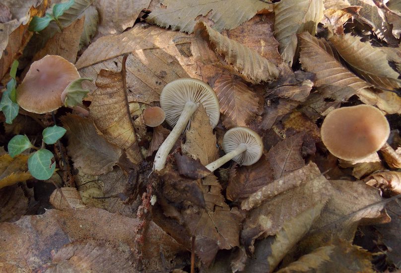 collybia ocior