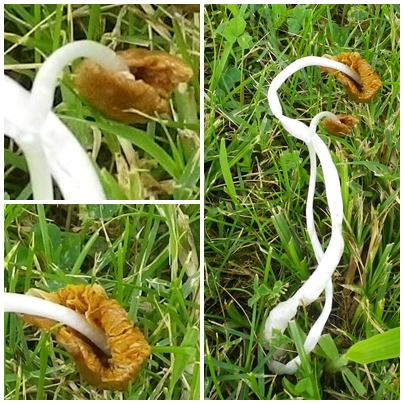 conoocybe deliquescens fare scheda