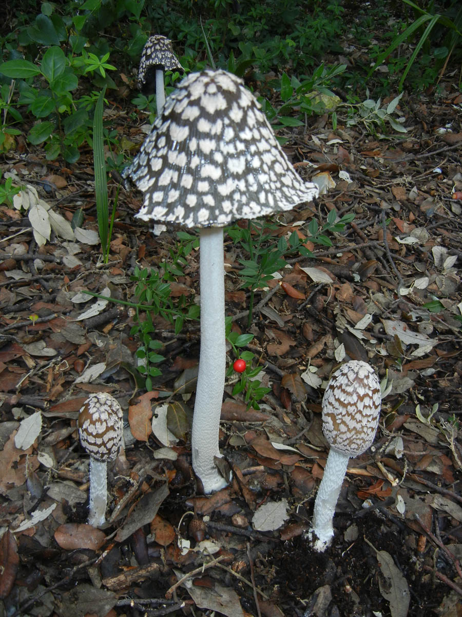 coprinopsis picacea