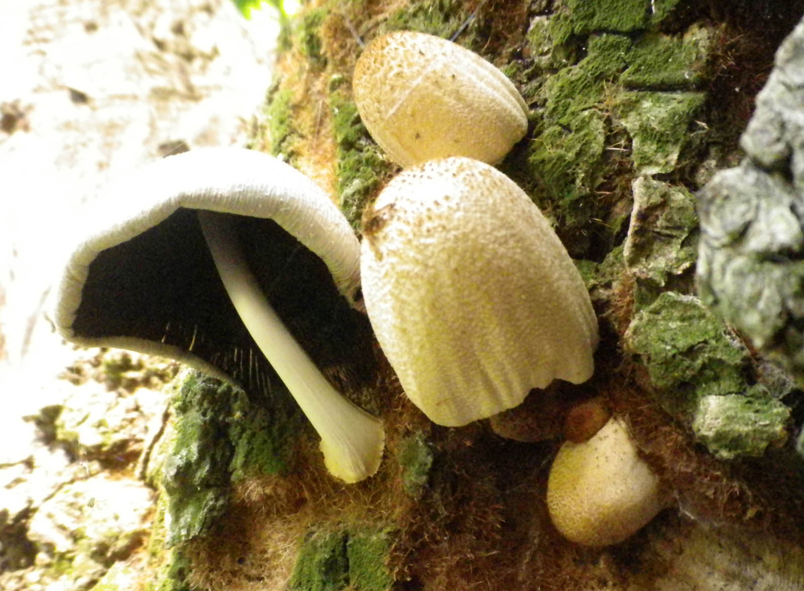 coprinus domesticus x scheda