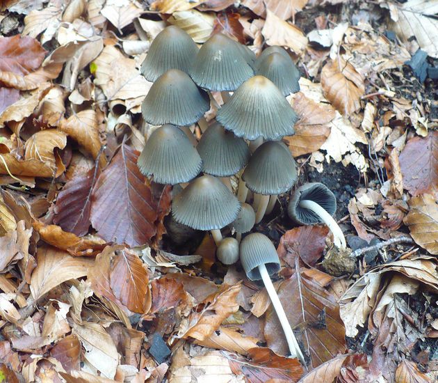 coprinus impatiens