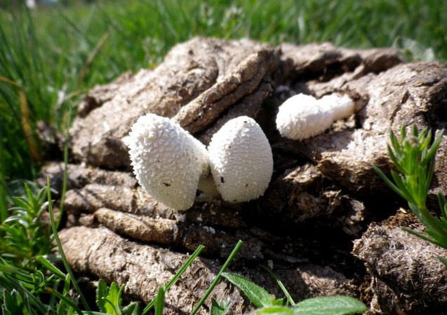 coprinus_niuveus