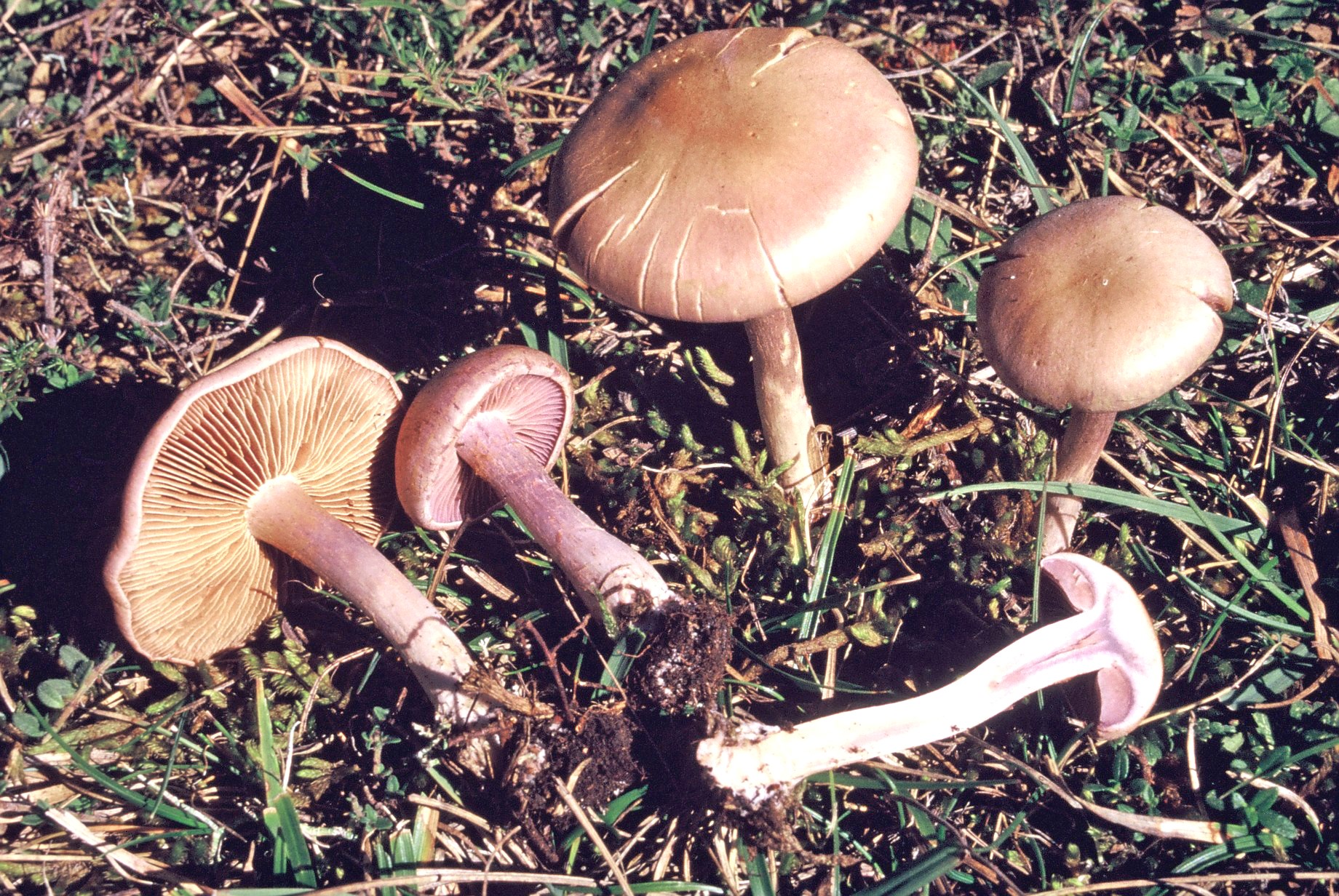 cortinarius anomalus