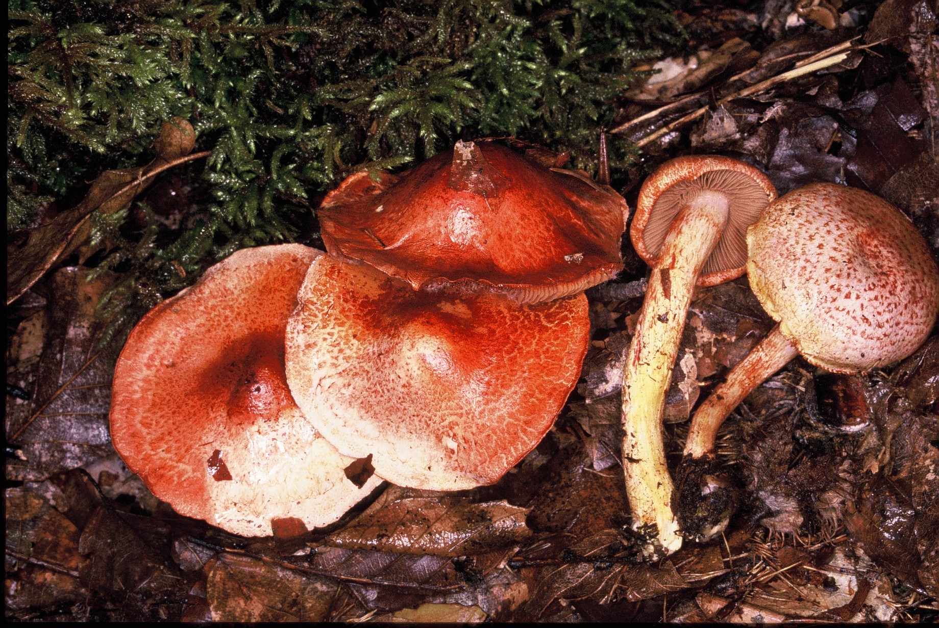 cortinarius bolaris