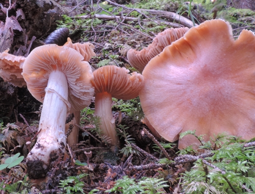 cortinarius caperatus
