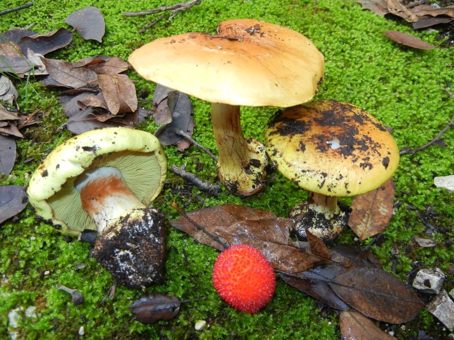 cortinarius cedretorum maire