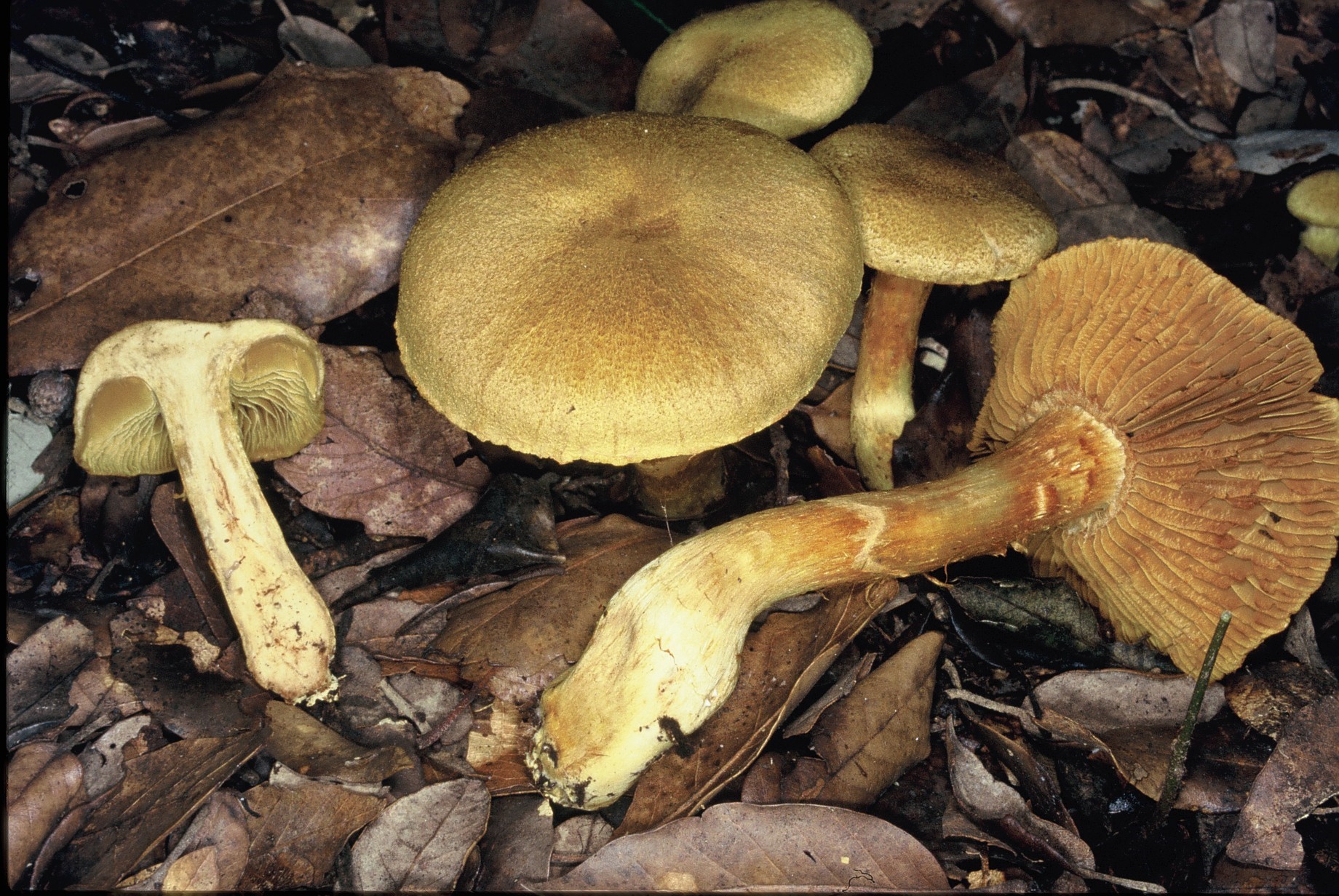 cortinarius cotoneus