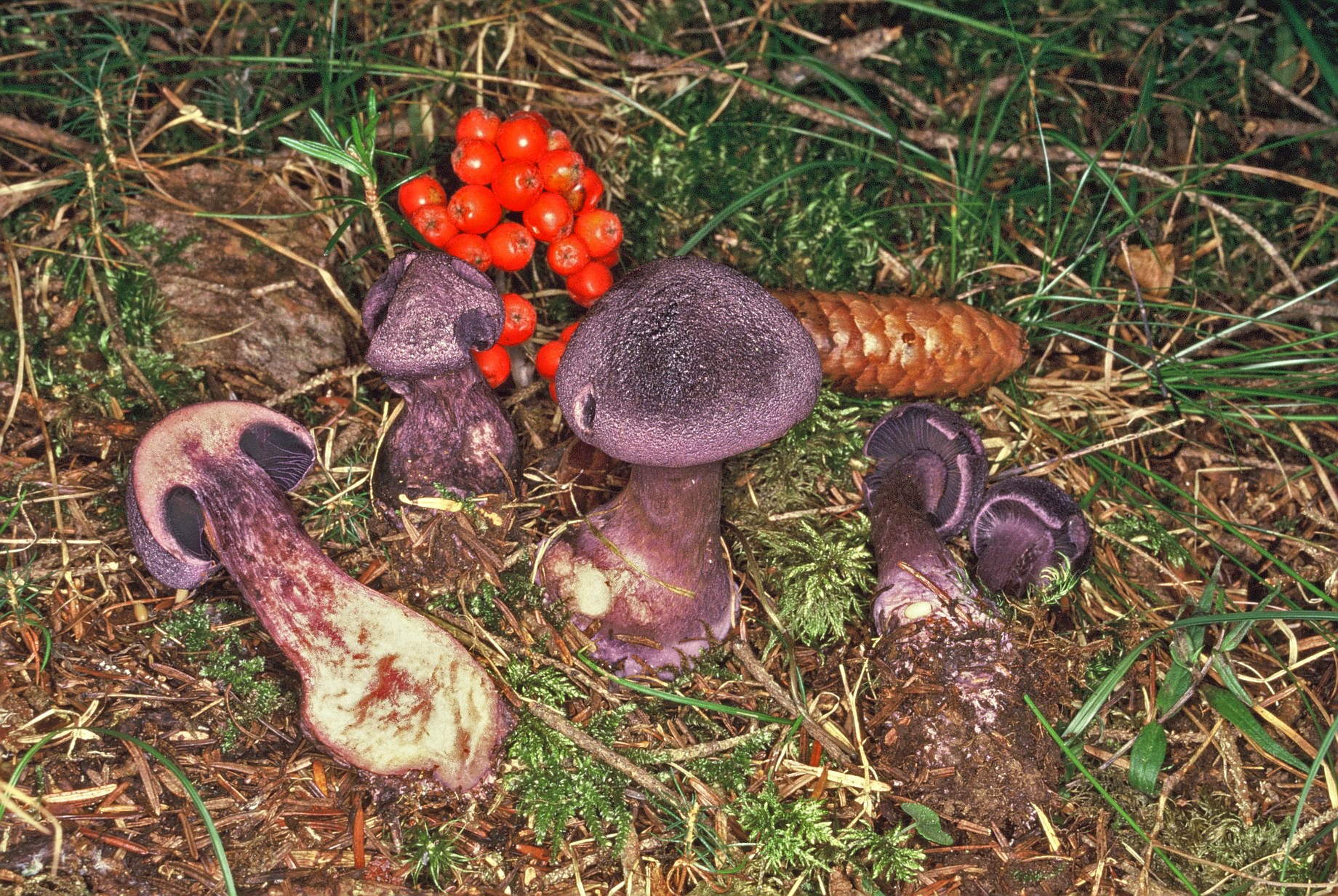 cortinarius hercynicus