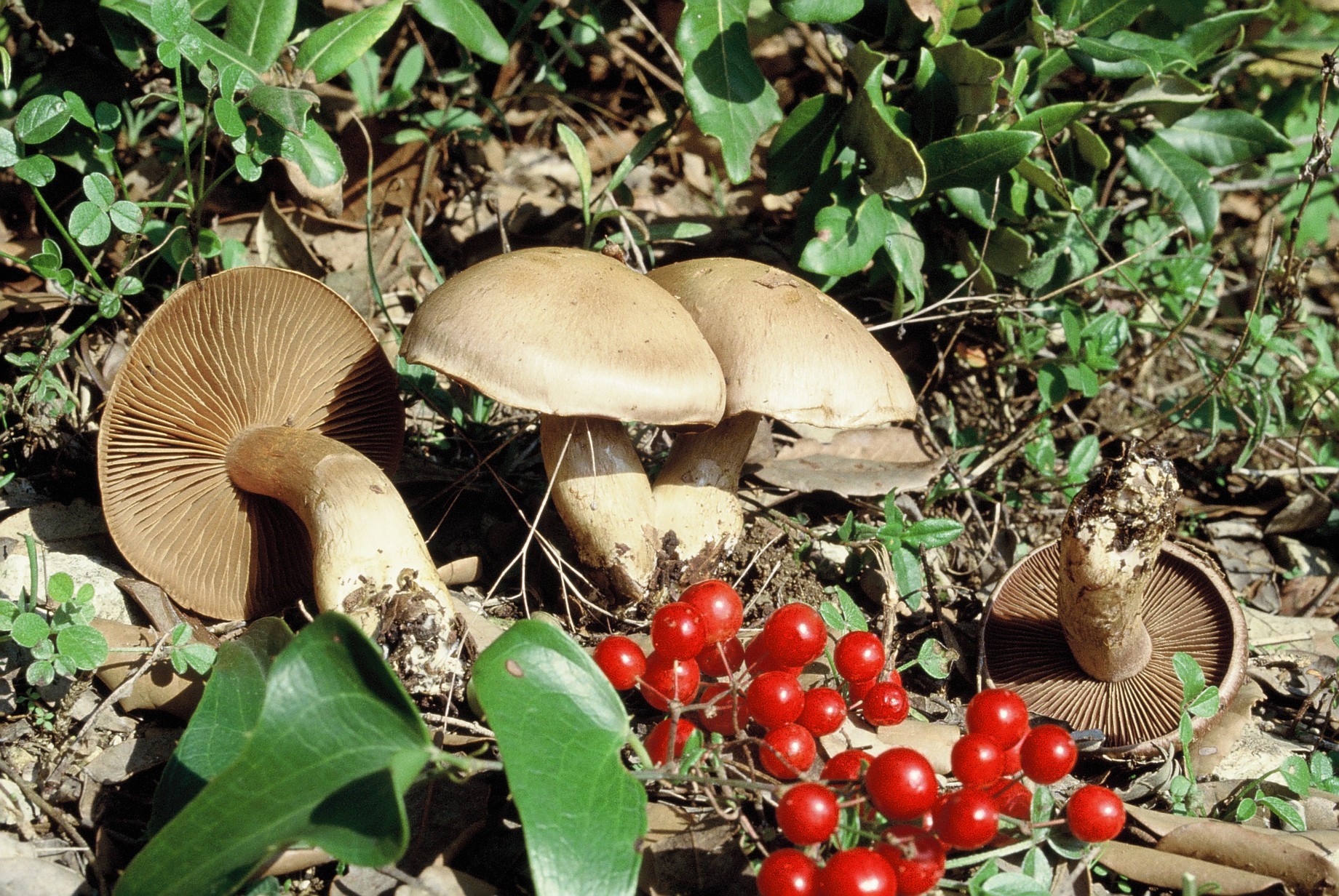 cortinarius infractus