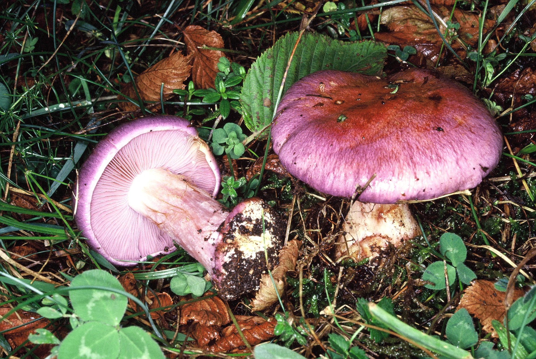cortinarius mairei var. juranus