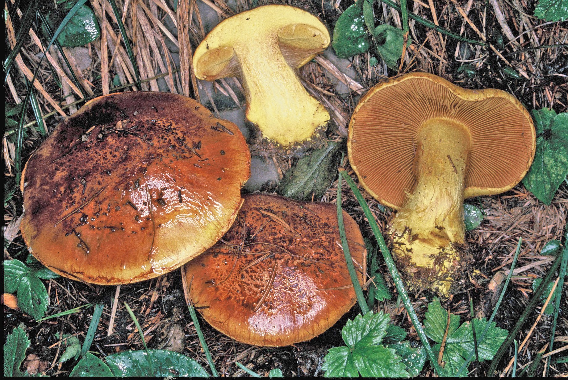 cortinarius meinhardii