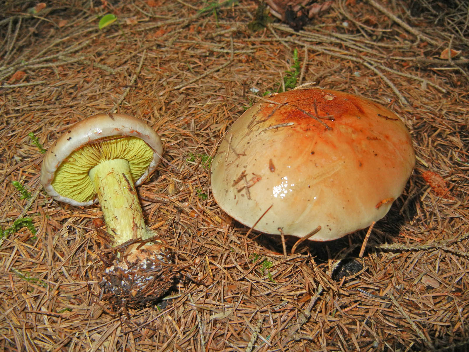 cortinarius odorifer