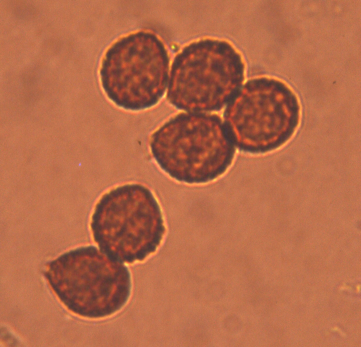 cortinarius salor - microscopia
