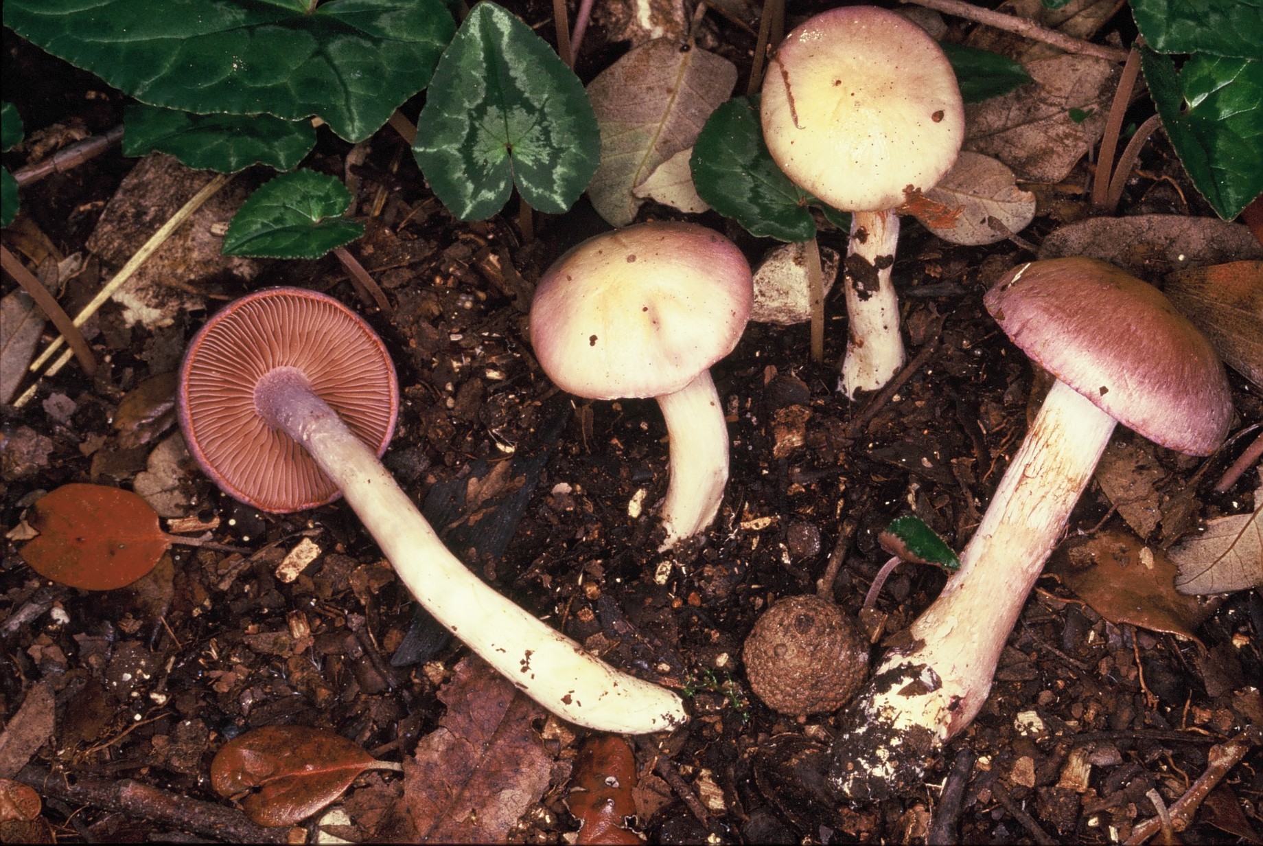 cortinarius salor fr