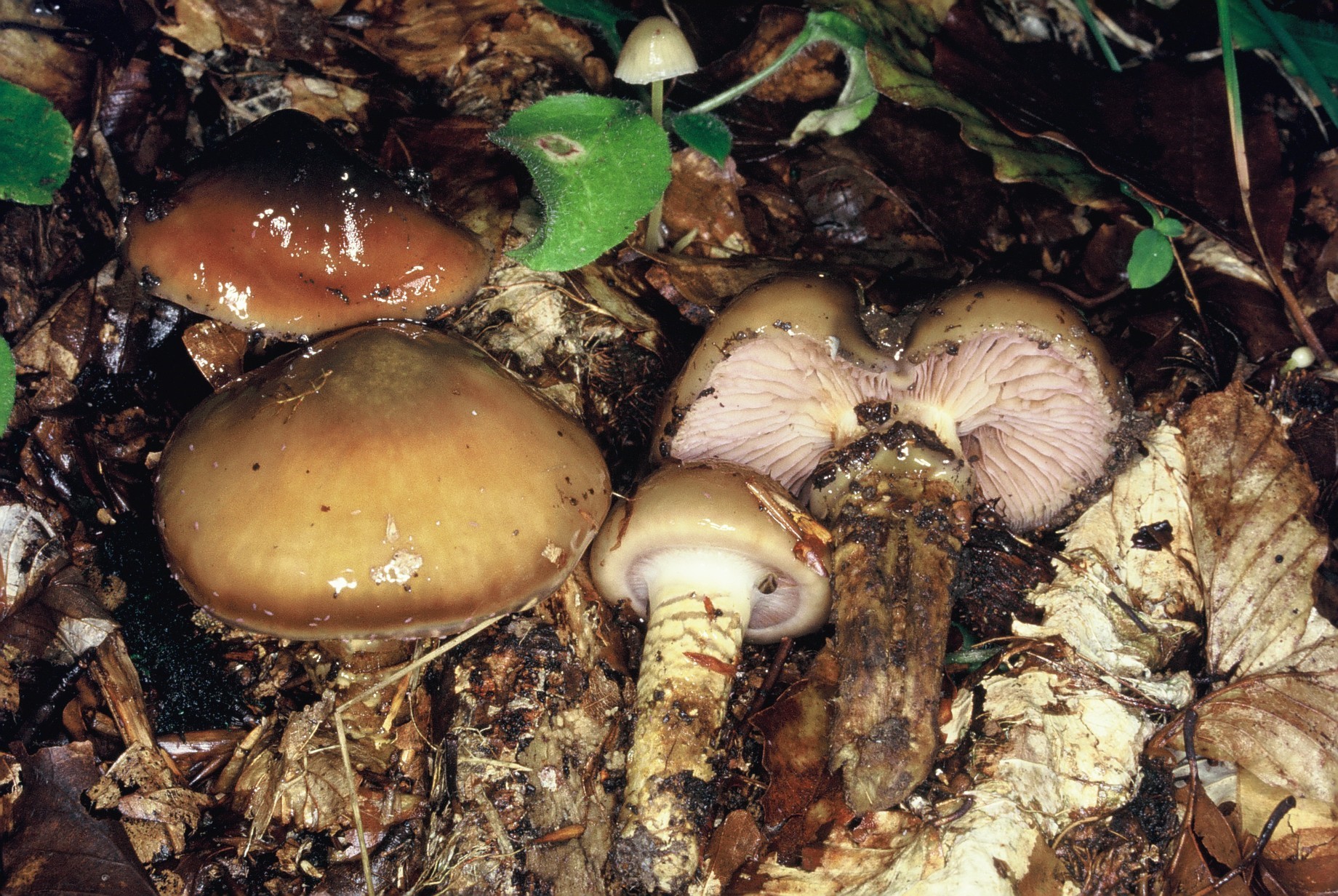 cortinarius trivialis