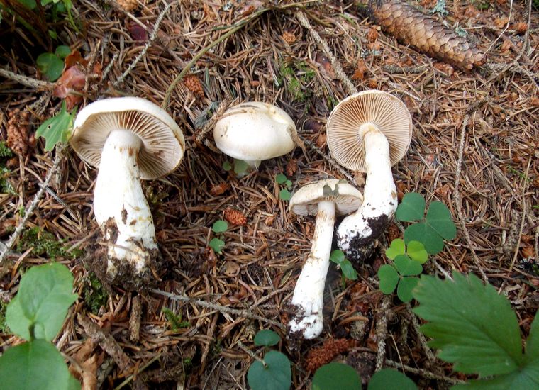 cortinarius balteatoalbus 2