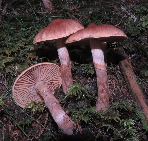 cortinarius_brunneus_Canazei