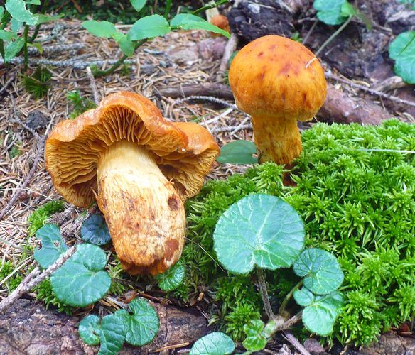 cortinarius_callisteus