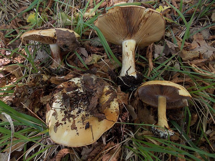 cortinarius calochrous