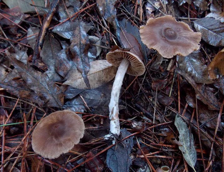 cortinarius decipiens