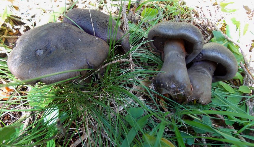 cortinarius_hercinicus