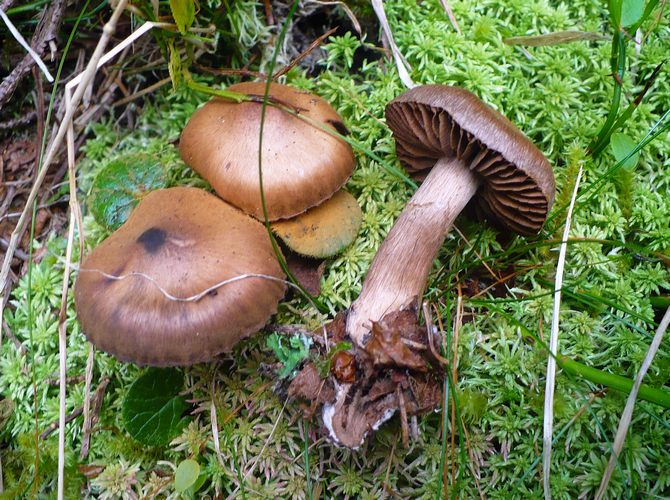 cortinarius hinnuleus