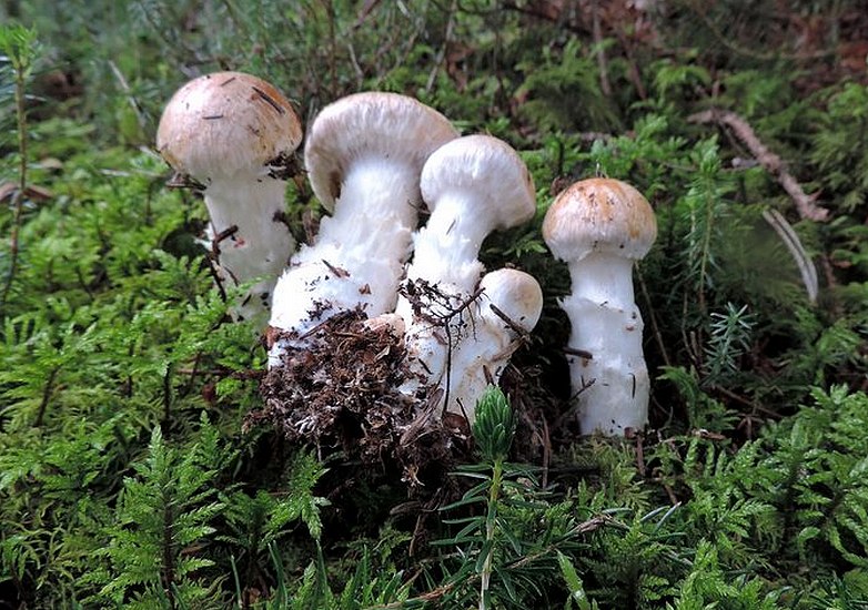 cortinarius laniger