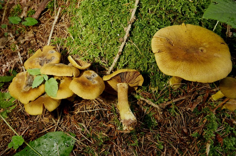 cortinarius montanus