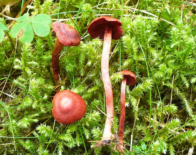 cortinarius_sanguineus