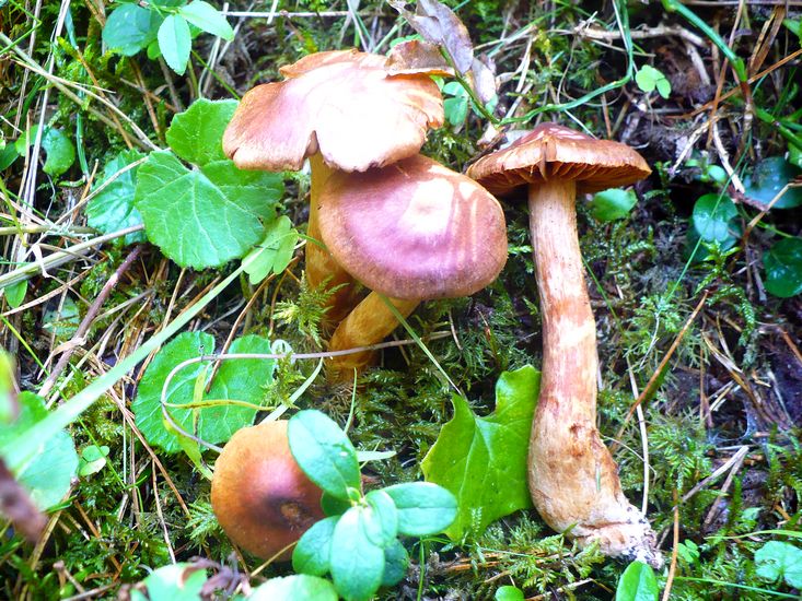 cortinarius speciosissimus val MONZONI