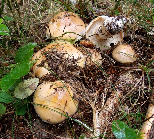 cortinarius turmalis