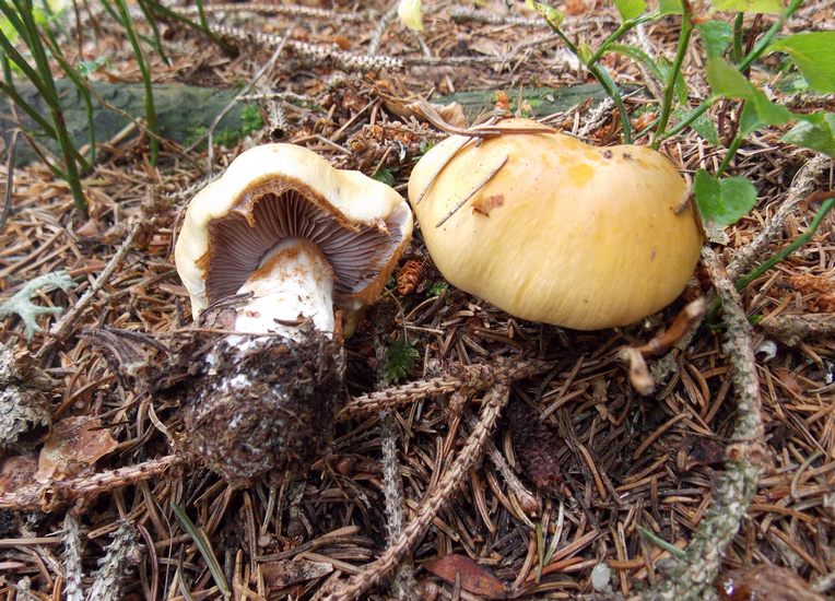 cortinarius varius