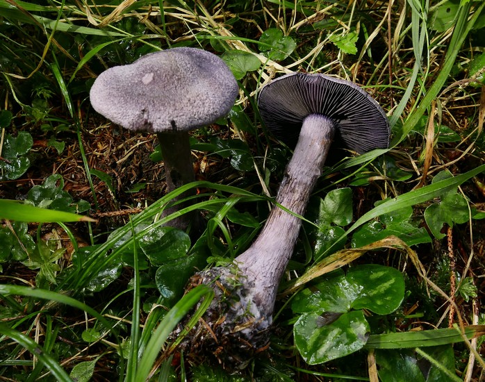 cortinarius violaceus