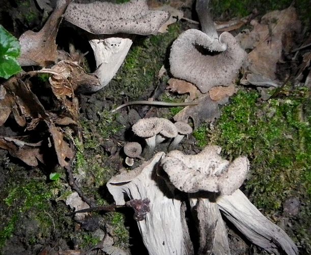 craterellus_cinereus_Selva_Gall