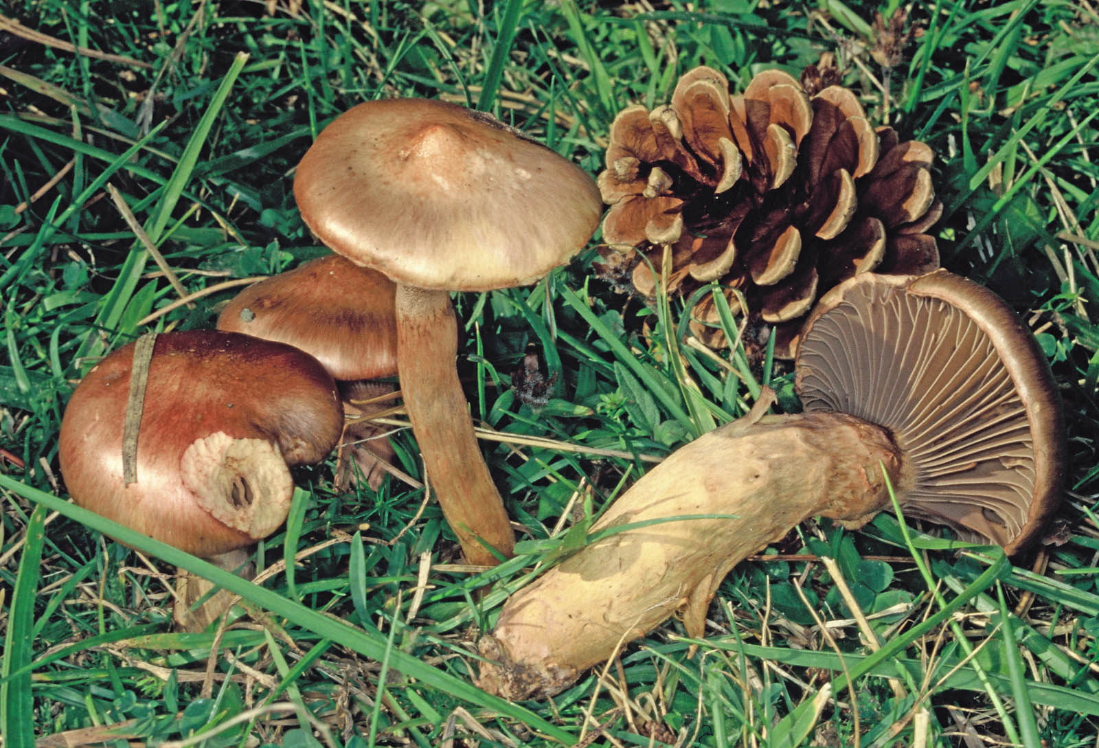 crohogomphus rutilus 763 a.d.1