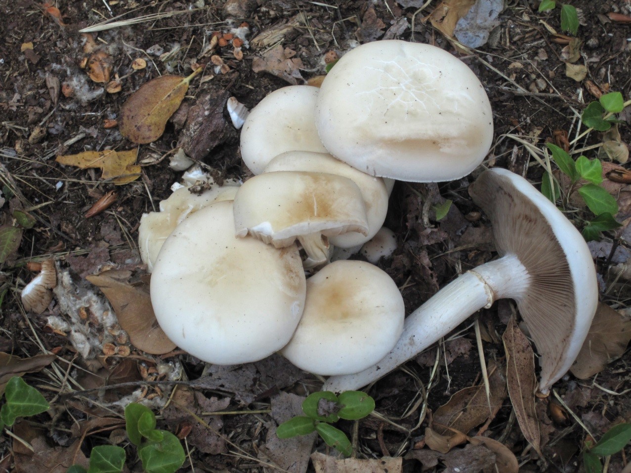 cyclocybe aegerita