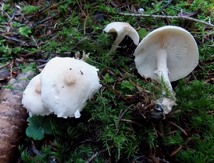 cystoderma charcarias