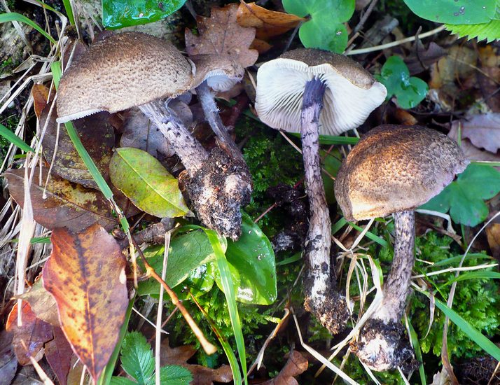 cystolepiota aspera