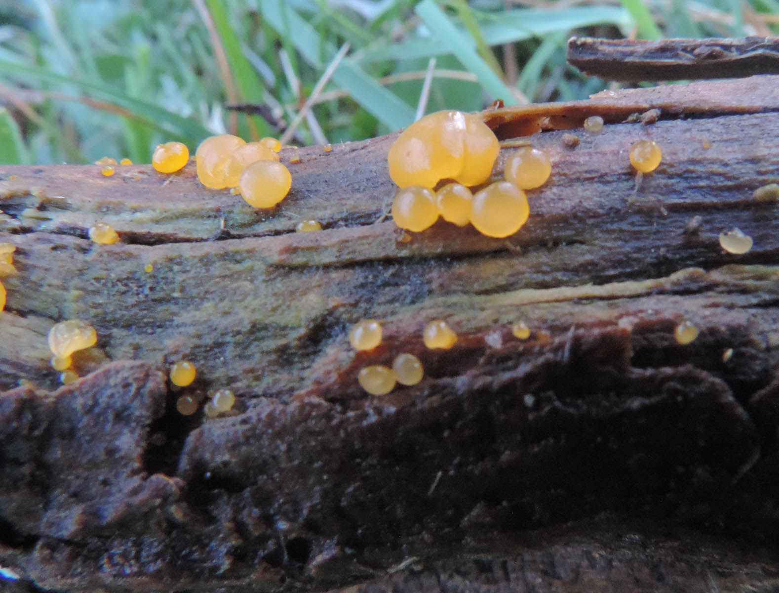 dacrymyces capitatus