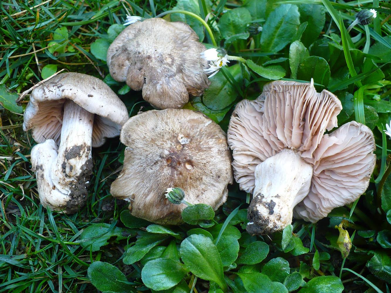 entoloma saundersii va.hiemale parco chiaravalleweb