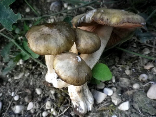 entoloma_clypeatum_can_faito