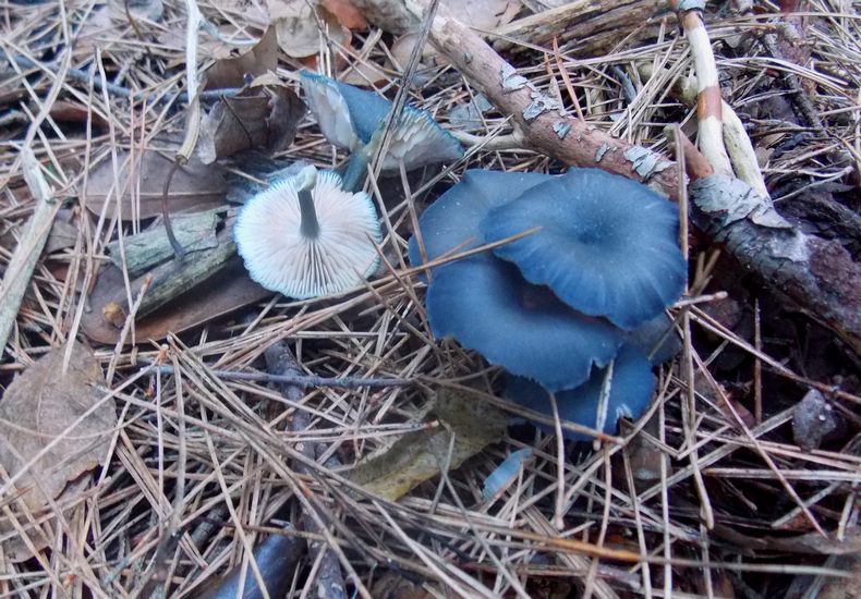 entoloma corvinum