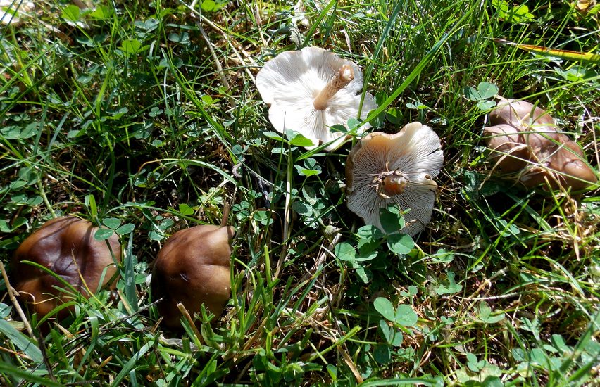 entoloma lucidum