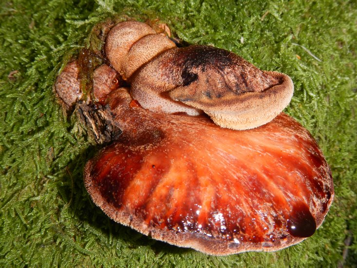 fistulina hepatica
