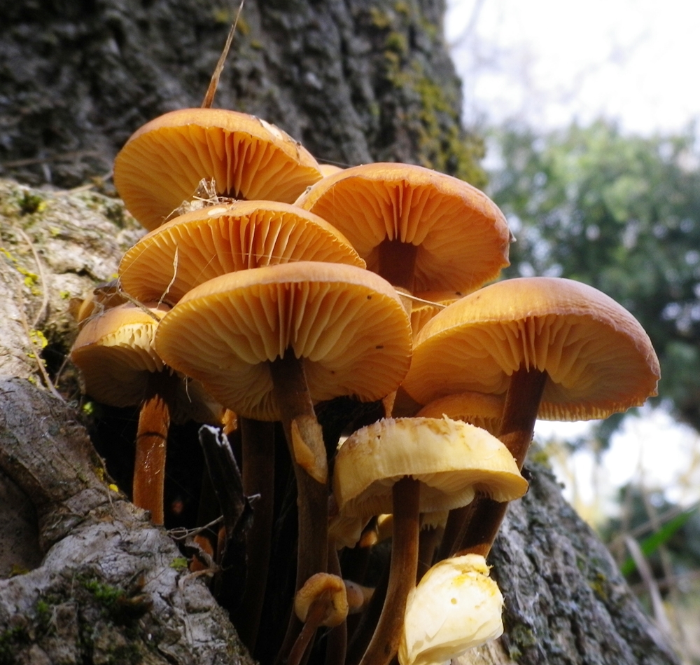 flammulina velutipes per scheda