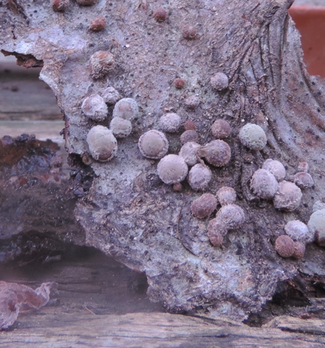 fragiforme asco hyphoxylon
