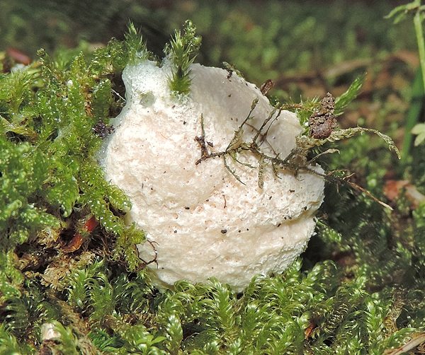 fulig candida